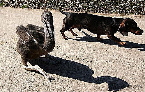 义无反顾猜一动物，勇往直前的犟驴