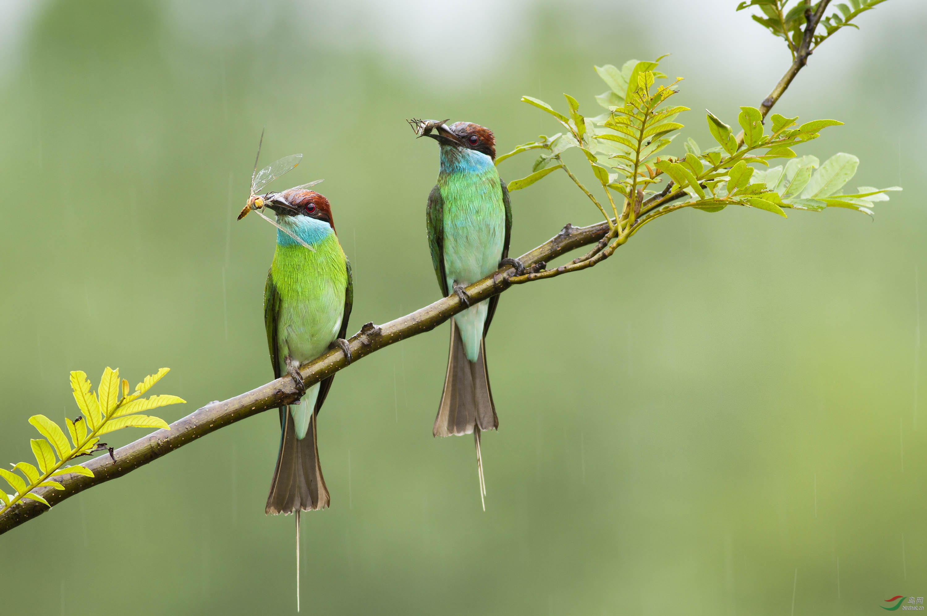 风雨同舟猜一动物，揭秘如何选择并落实正确的