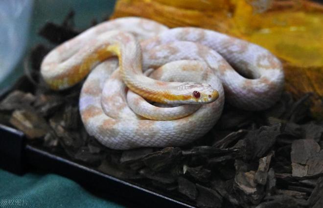 揭秘心狠手辣背后的生肖智慧与策略，以蛇为例