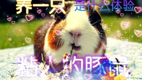 光怪陆离打一生肖,友爱作答落实解释 光怪陆离打一生肖,友爱作答落实解释