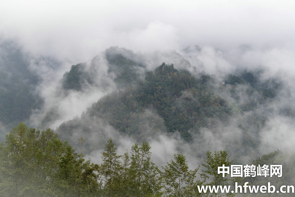 雾隐谜踪，五里云雾中的神秘动物