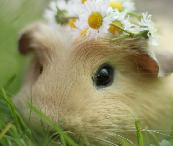 鼠不能配什么生肖，背后的坚韧与不屈