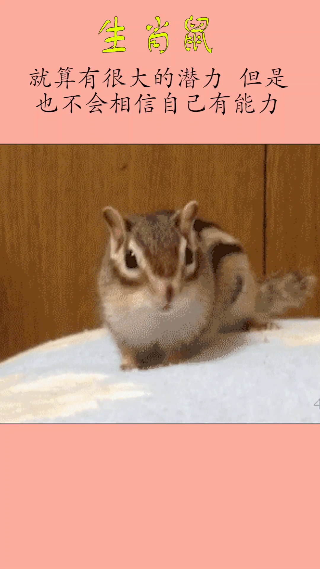 懦弱的生肖动物，绝佳解释落实