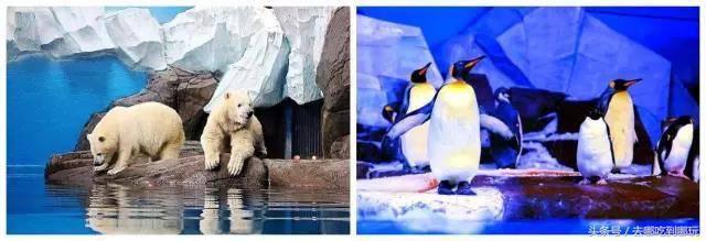 九死一生的谜题，探寻背后的动物寓意