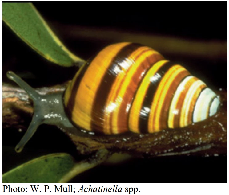 秋雨绵绵中的团结之谜—解密蜗牛的寓意 秋雨绵绵中的团结之谜—解密蜗牛的寓意