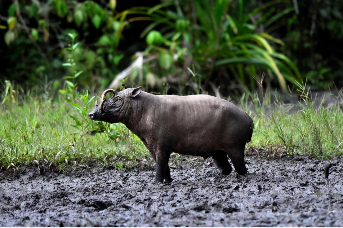 揭秘各霸一方背后的动物世界，一场自然法则的精彩演绎