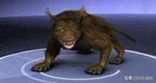 坚韧与不屈,数以万计背后的神秘动物 坚韧与不屈,数以万计背后的神秘动物