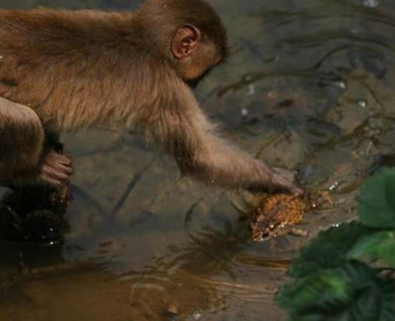 崇洋媚外背后的文化隐喻，一语中的，全面解析猜动物现象