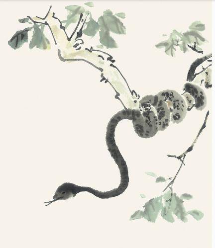 见风使舵的生肖，精选解析与落实的详细结果