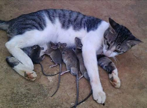 猫哭耗子，假慈悲，揭秘背后的真相与动物保护意识