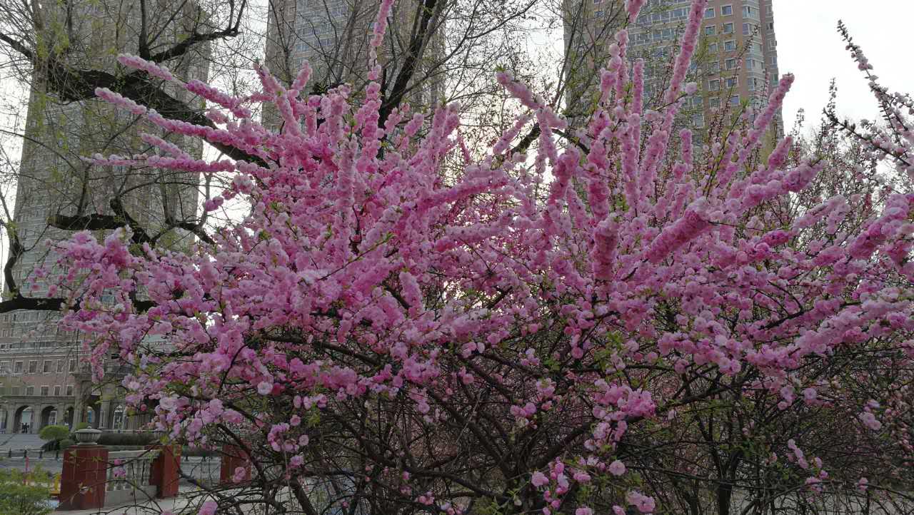 雨后春笋，生肖蛇的坚韧与不屈