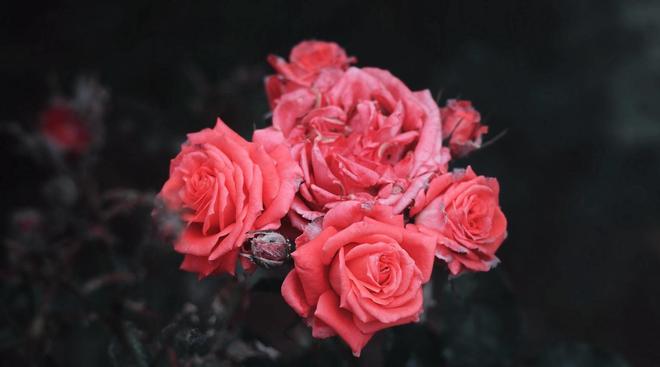 玫瑰花是什么生肖，一场误导解释的落实与反思