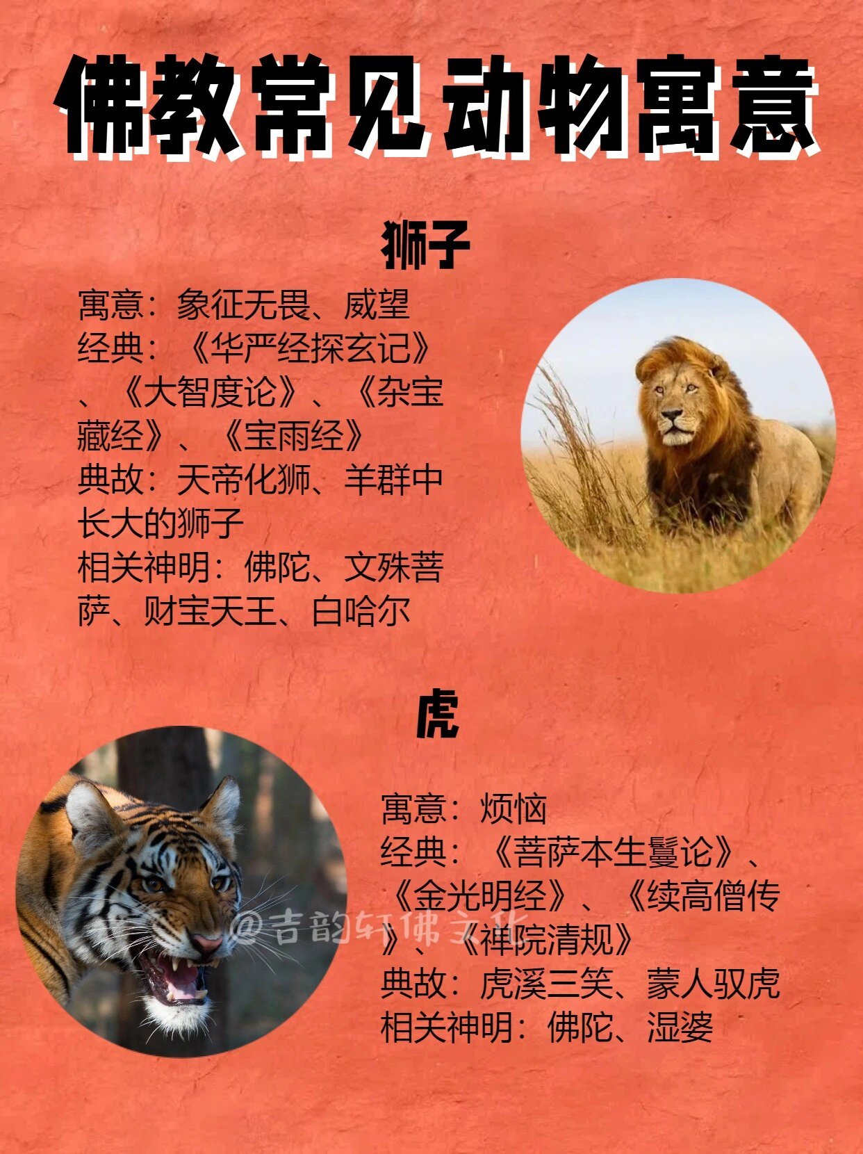 解析一表非凡猜一动物的温馨寓意与文化解读