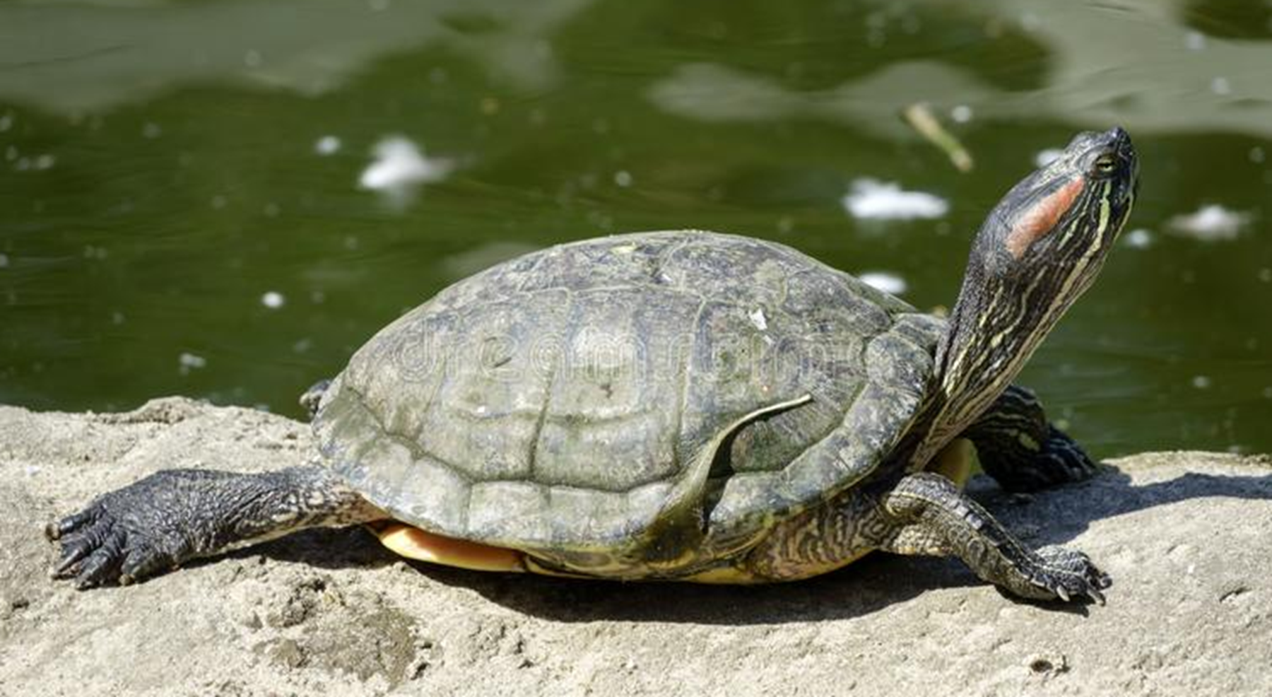 乌龟，生肖中的智者与战略大师