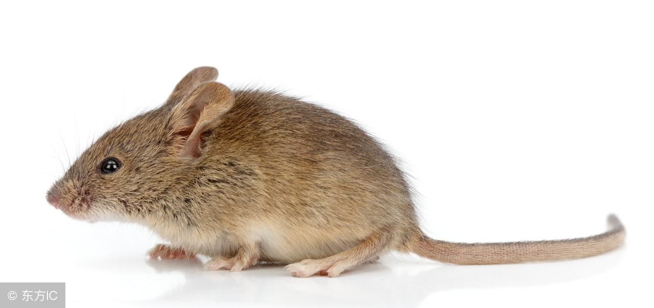 沾沾自喜猜一最佳生肖，智慧之光下的生肖之谜