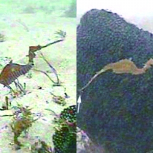 往事如烟猜一动物?深度解析与落实