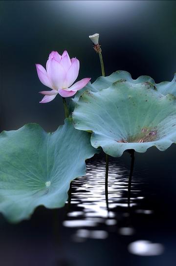 四顾山光接水光,生肖之谜的深度解析 四顾山光接水光,生肖之谜的深度解析