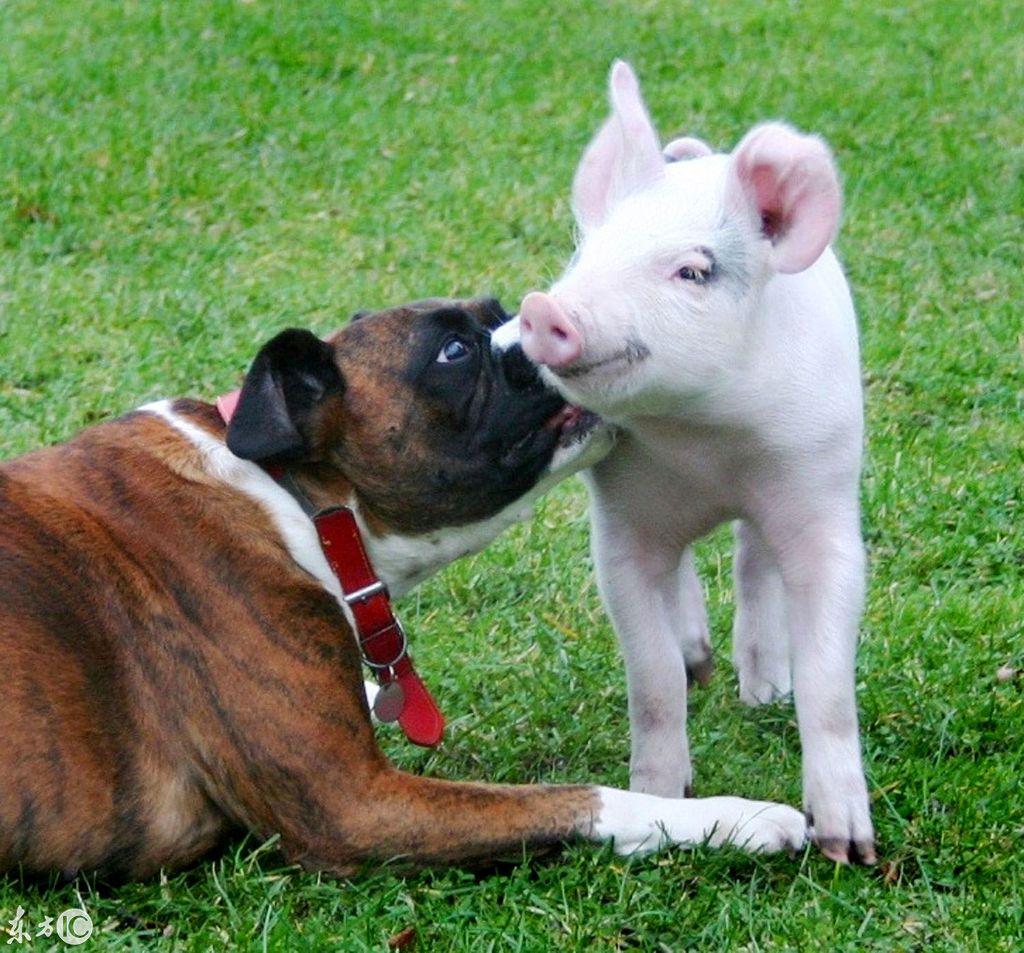 生肖猪和狗相配吗，谁来落实解答？