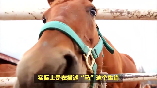 拍马屁的生肖是什么，背后的智慧与策略