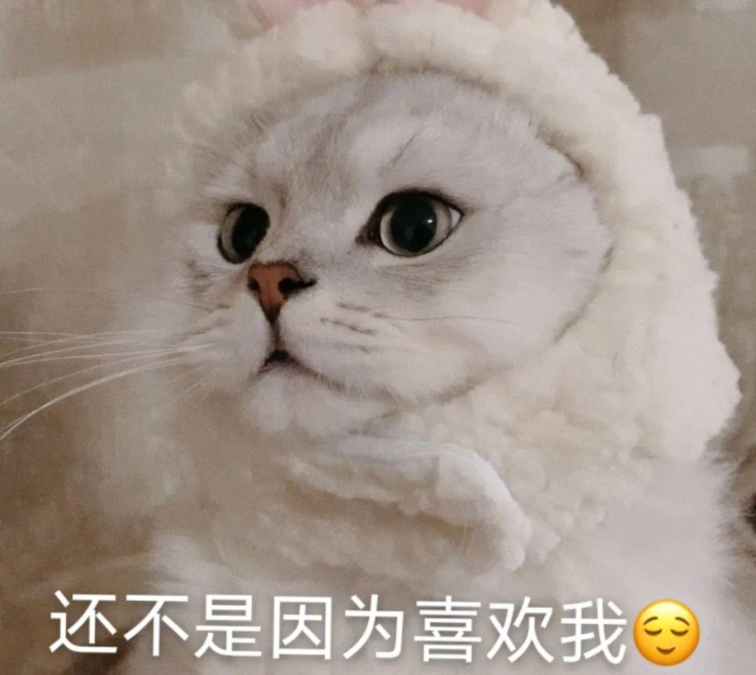 为什么十二生肖中没有猫，正确解释与落实