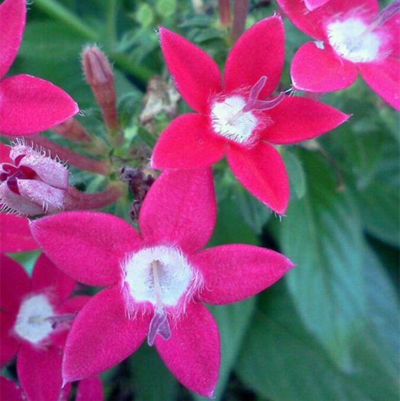 招蜂引蝶，揭秘背后的动物智慧