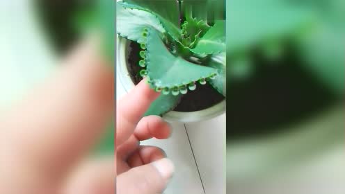 满脸生花，揭秘生肖谜题中的智慧与艺术