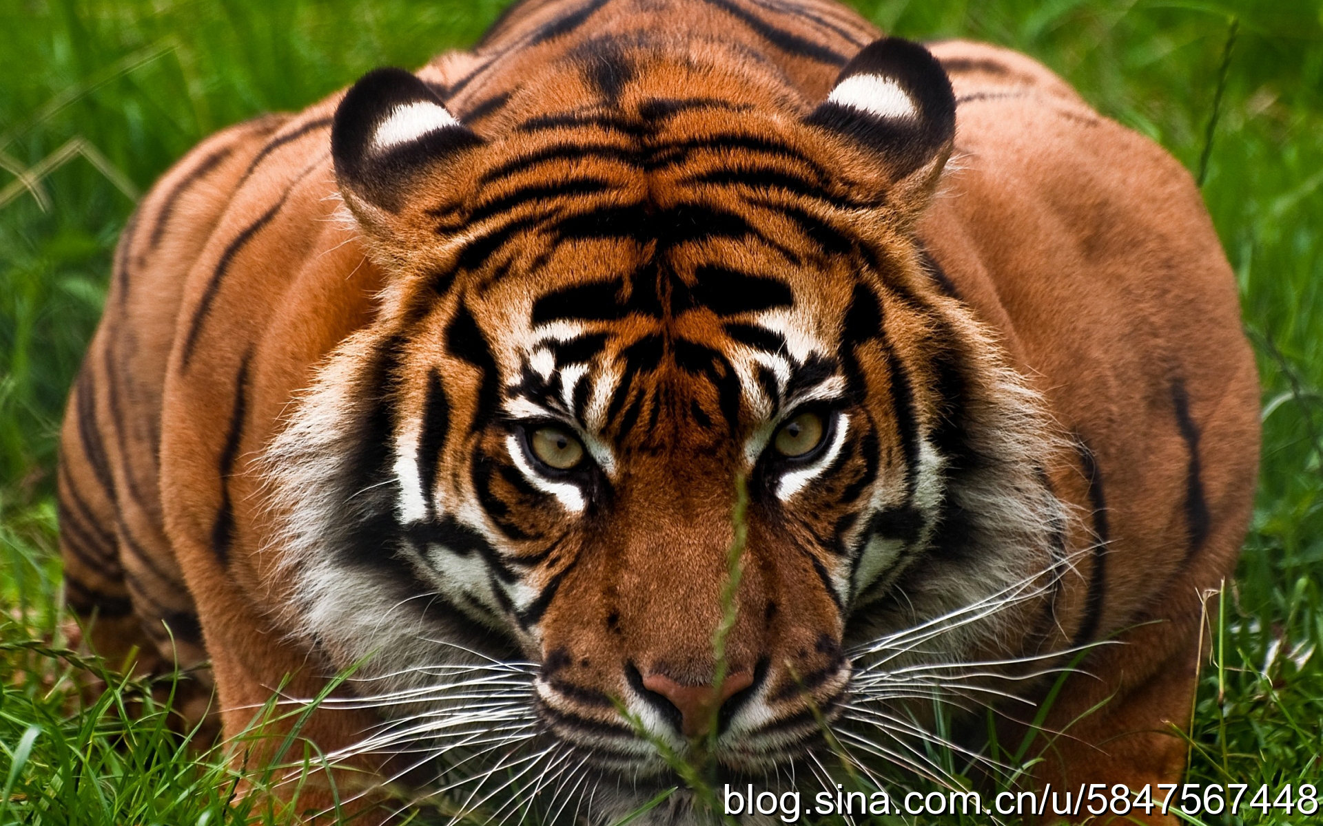 虎视眈眈打一生肖动物，的故事与寓意