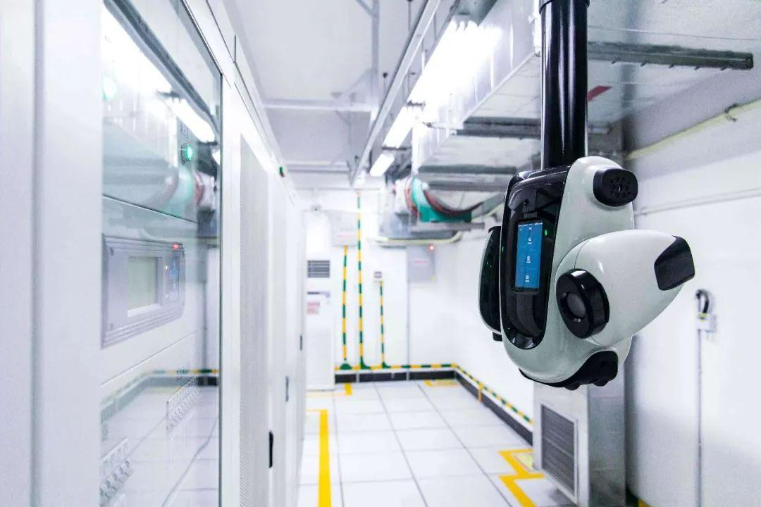 年少得志打一生肖，深度解析与落实