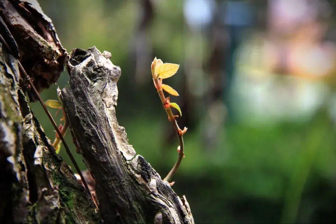 枯木逢春，生肖之谜与生命哲学的寓言
