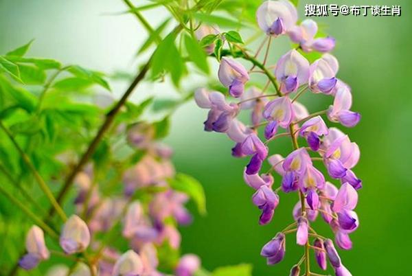 春色满园是指什么生肖,正确解释与落实 春色满园是指什么生肖,正确解释与落实