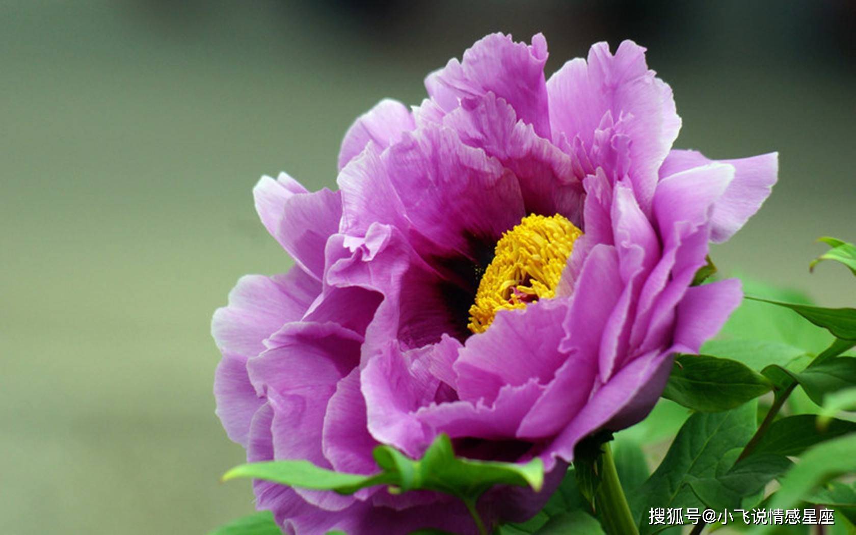 谜团揭晓，二前惆怅十牡丹背后的生肖之谜与误导解释的反思