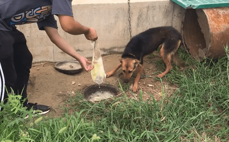 帮狗吃食，揭示生肖中的忠诚之友