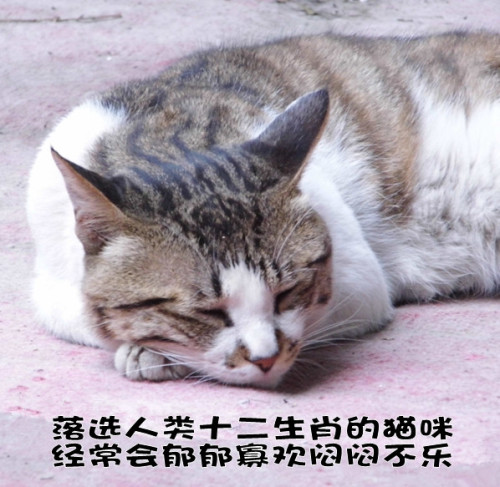 十二生肖为啥没有猫，采民作答落实解释