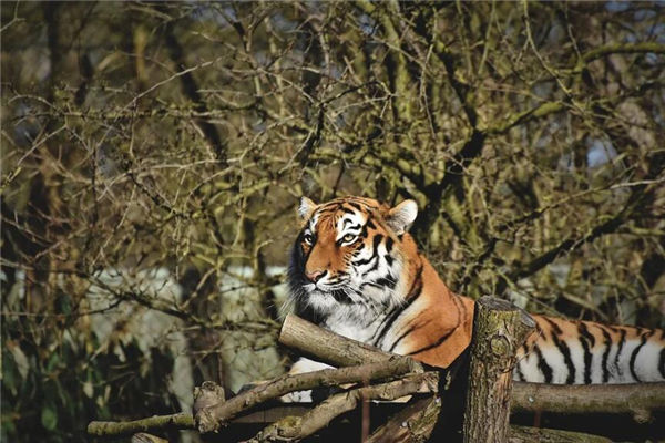 无精打采的动物与生肖之谜，解读与现代生活的启示