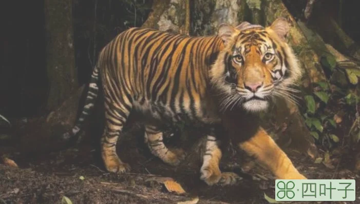 森林之王猜一动物?的温馨解析与文化解答