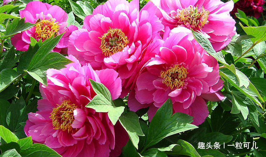 谜团揭晓，二前惆怅十牡丹背后的生肖之谜与误导解释的反思