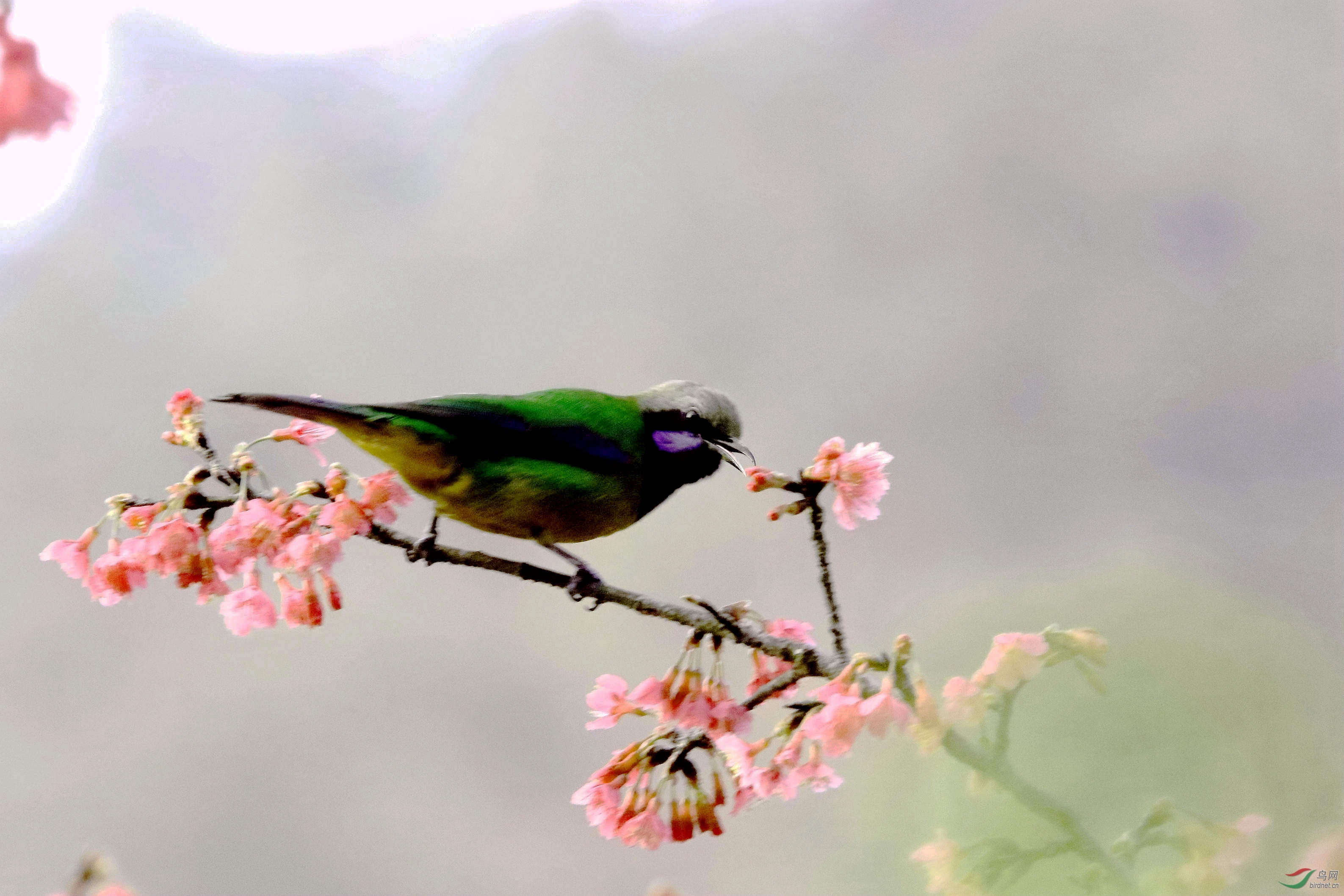 鸟语花香解生肖之谜