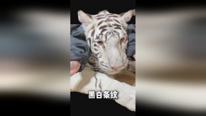 女汉子与生肖的奇妙碰撞,揭秘虎的独特魅力 女汉子与生肖的奇妙碰撞,揭秘虎的独特魅力