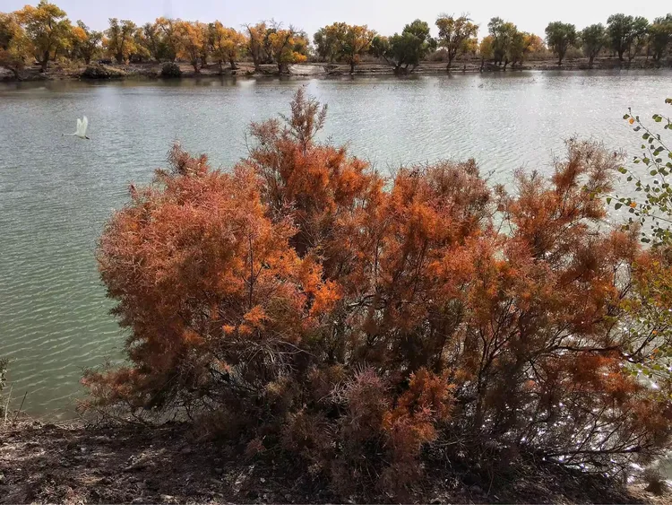 目不暇接，生肖中的视觉盛宴