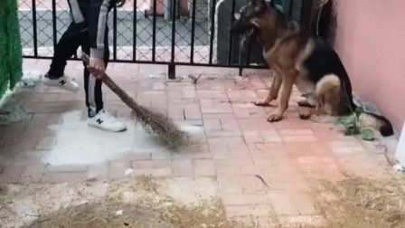 威风扫地，生肖中的隐秘与和谐共舞