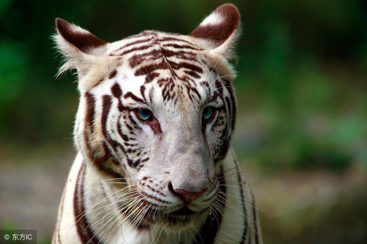 风尘绝色猜一生肖，团结解释落实