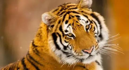 欲钱看披荆斩棘打一生肖,智慧与勇气的象征—龙 欲钱看披荆斩棘打一生肖,智慧与勇气的象征—龙