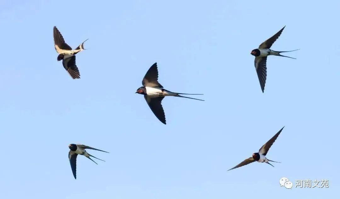 南燕双飞三一笑猜一动物?绝佳解释落实