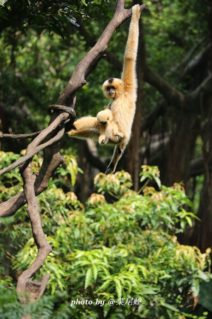 攀高枝儿猜一动物,采民作答落实解释 攀高枝儿猜一动物,采民作答落实解释