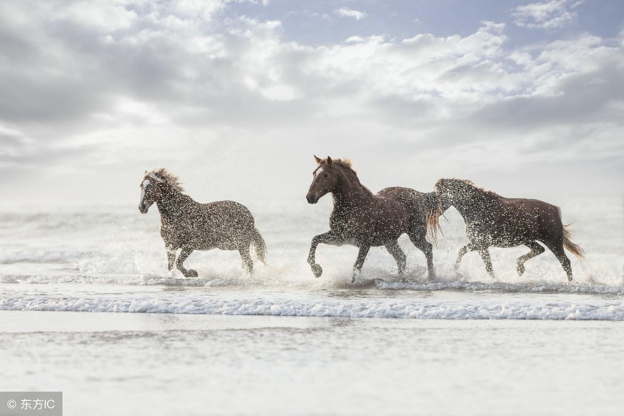 貌美如花是什么生肖，的动物智慧与战略运用