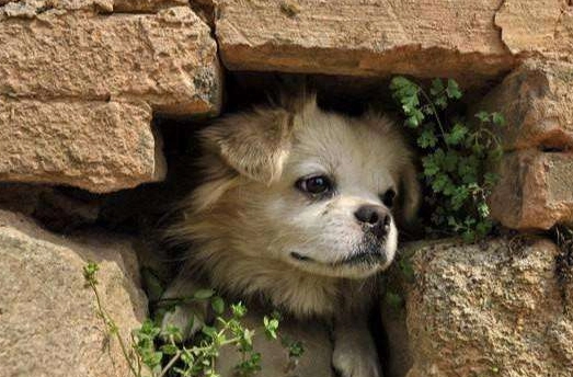 角落里的谜团，揭秘躲在角落不见人的生肖之谜