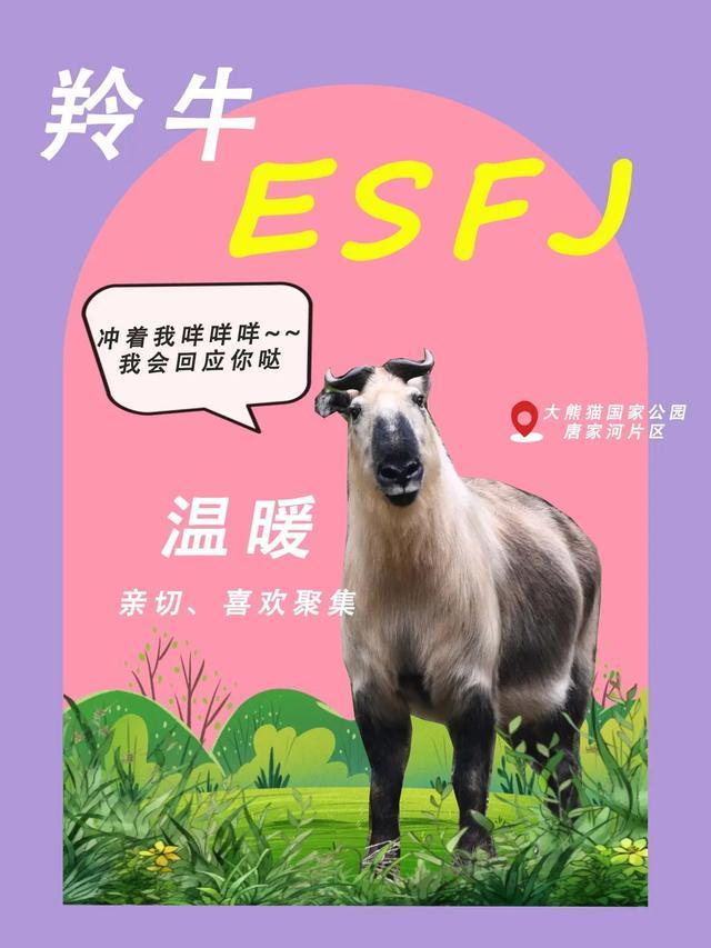 秋雨绵绵中的智慧之选—猜动物与落实精神的深刻寓意