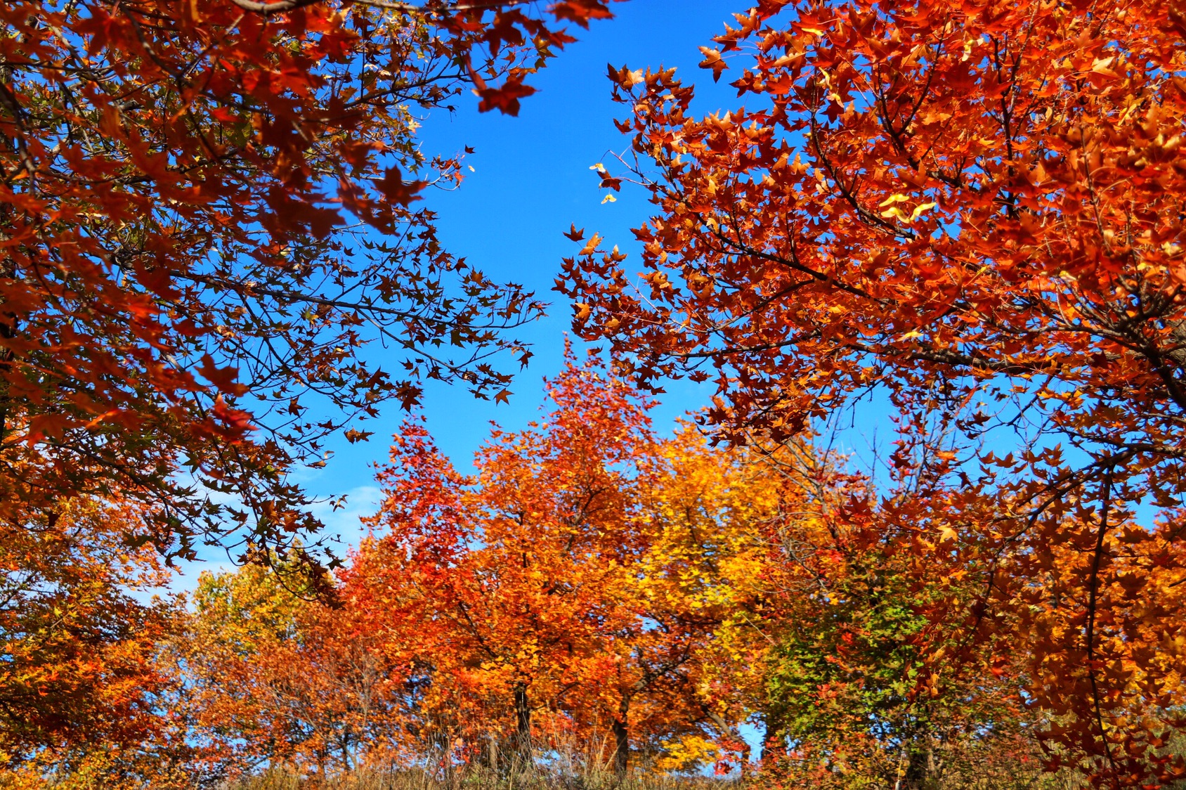 秋意盎然,生肖与秋天的故事与寓意 秋意盎然,生肖与秋天的故事与寓意