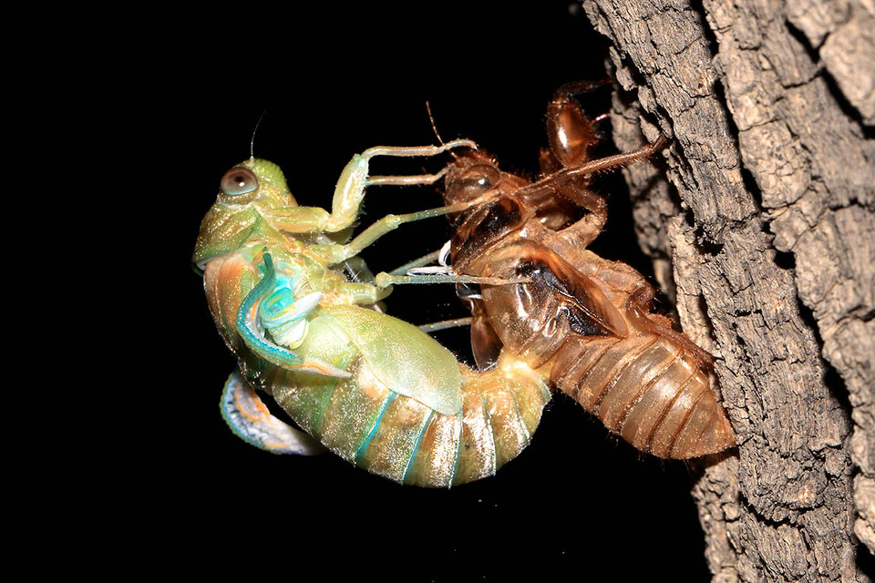 金蝉脱壳与生肖之谜,实证解析与文化寓意 金蝉脱壳与生肖之谜,实证解析与文化寓意