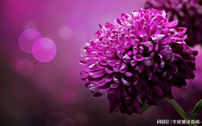 玫瑰花是什么生肖，一场误导解释的落实与反思